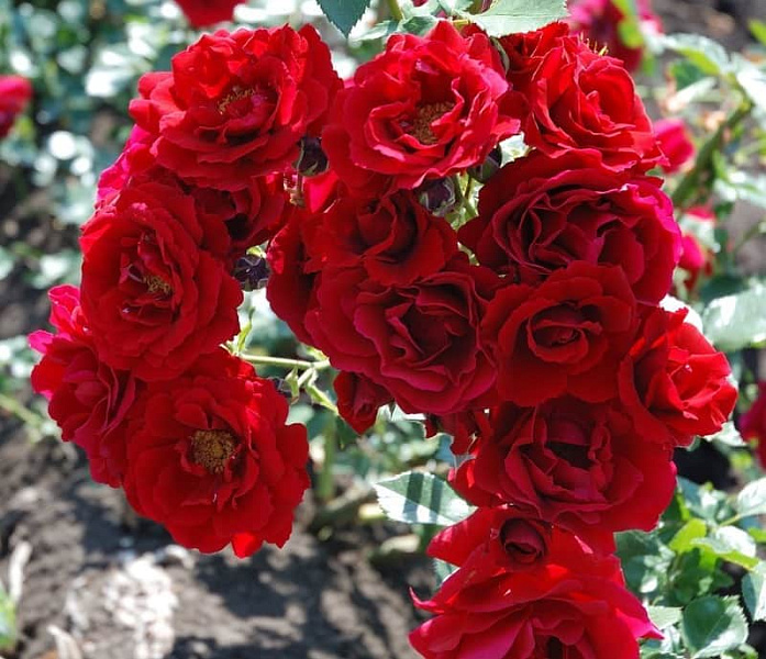 Роза плетистая Гранд отель